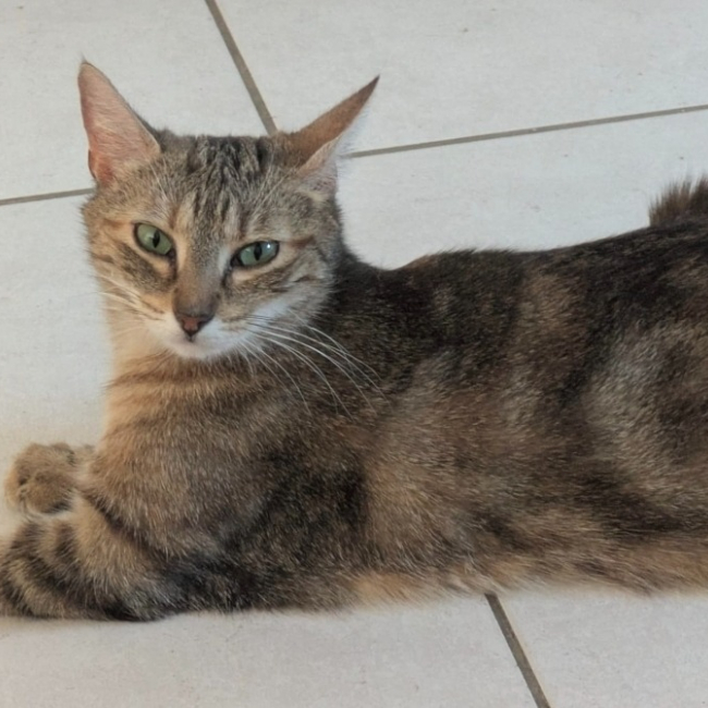 Photo de Sindel