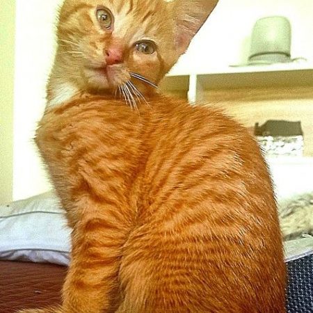 Braise - Chat à adopter