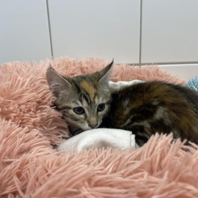 Katye
