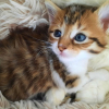 MABELLE