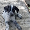 MILOU