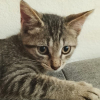 ZOE