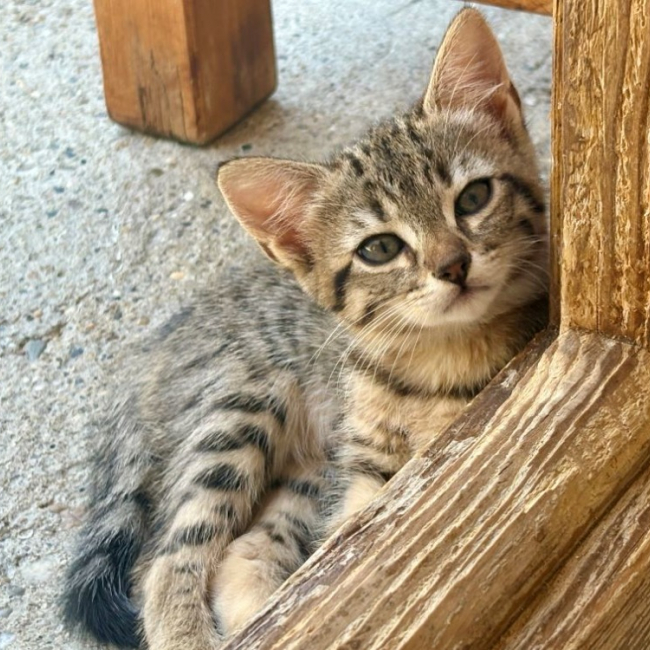 Tora