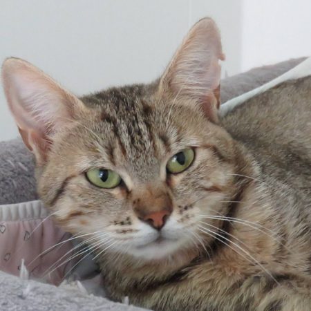 Anabelle - Chat Européen à adopter