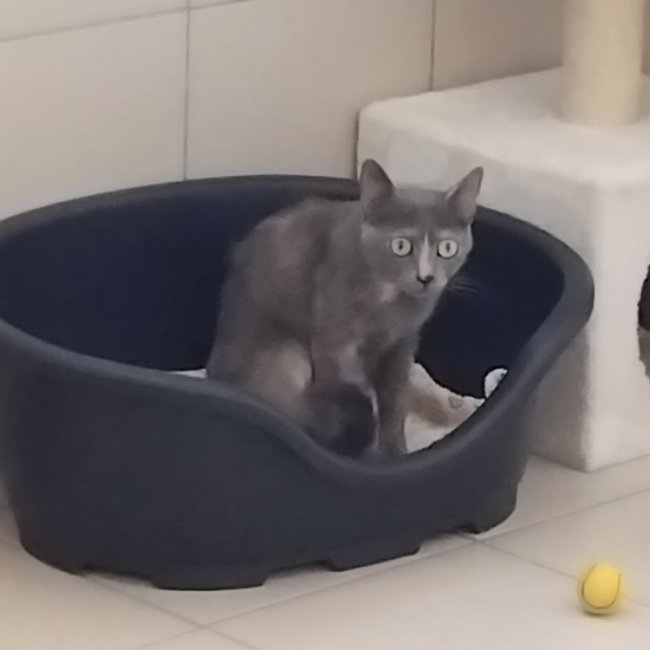 Mimi