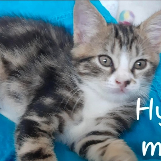 Hypno