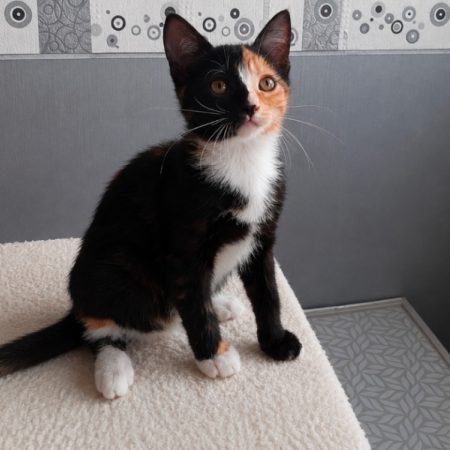 Harley queen reservé - Chat à adopter