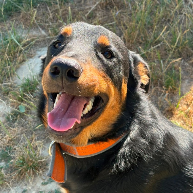 Pia