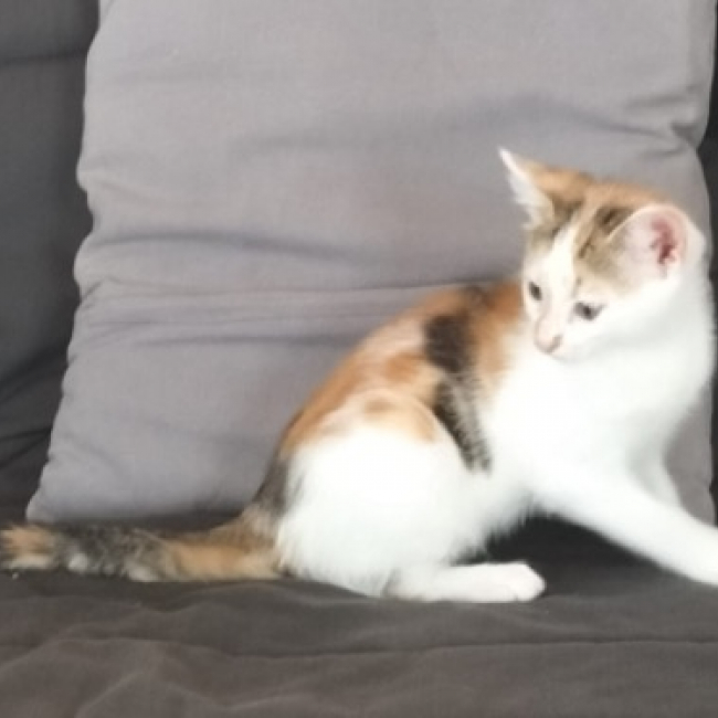 Photo de Bella