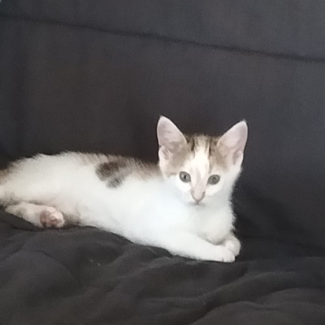 Photo de Brownie