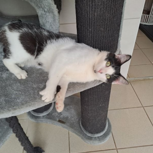 Photo de Dumbo