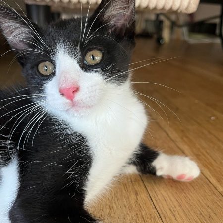 BLISS - Chat Européen à adopter