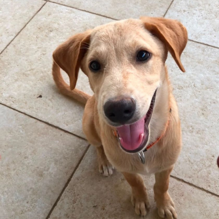 MYLO - Chien à adopter