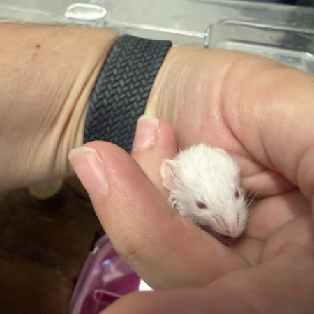 Bianco - Rongeur Souris à adopter