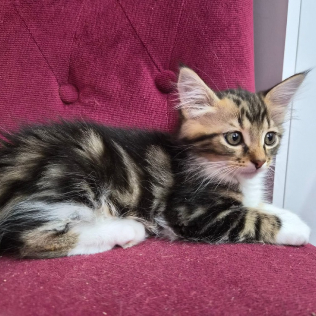 Photo de Soky