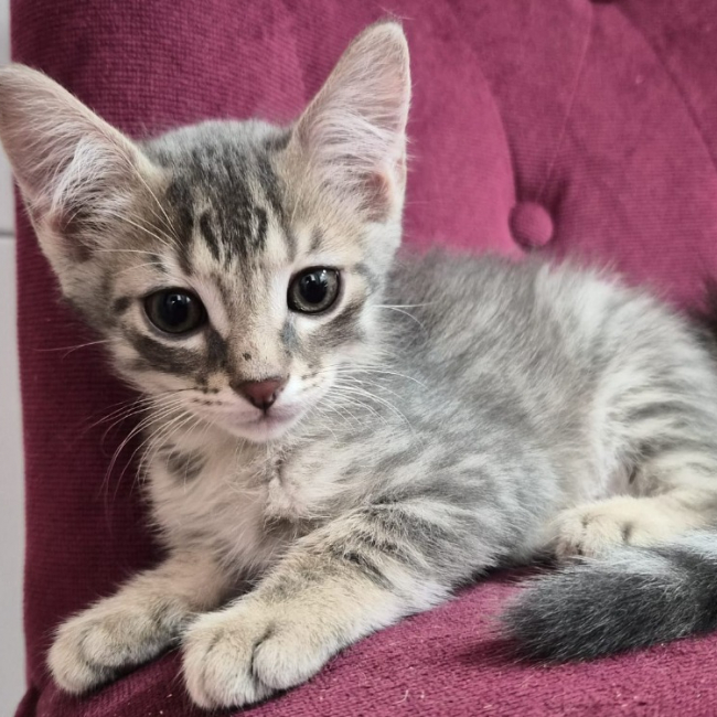 Photo de Smoky