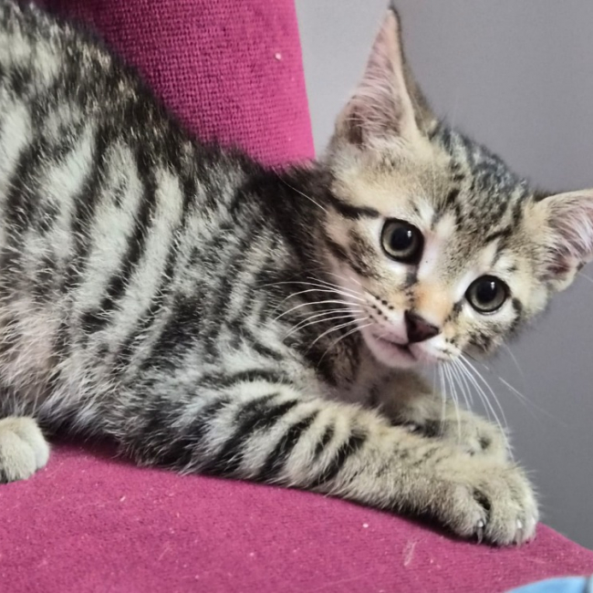 Photo de Diva