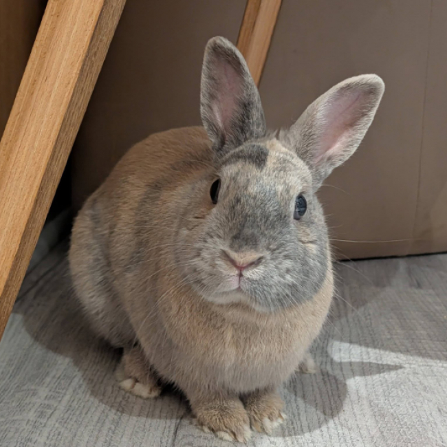 Photo de Bounty