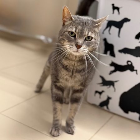 Pita - Chat Européen à adopter