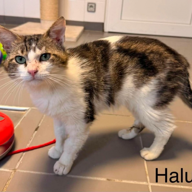 Halu