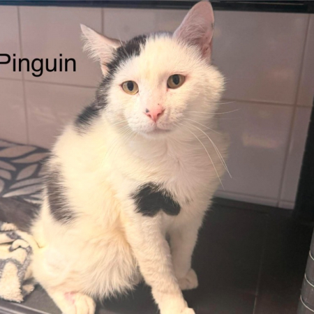 Pingouin - Chat Européen à adopter