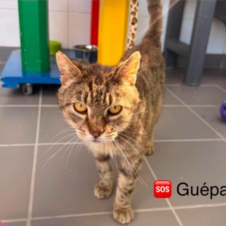 Guepard - Chat Européen à adopter