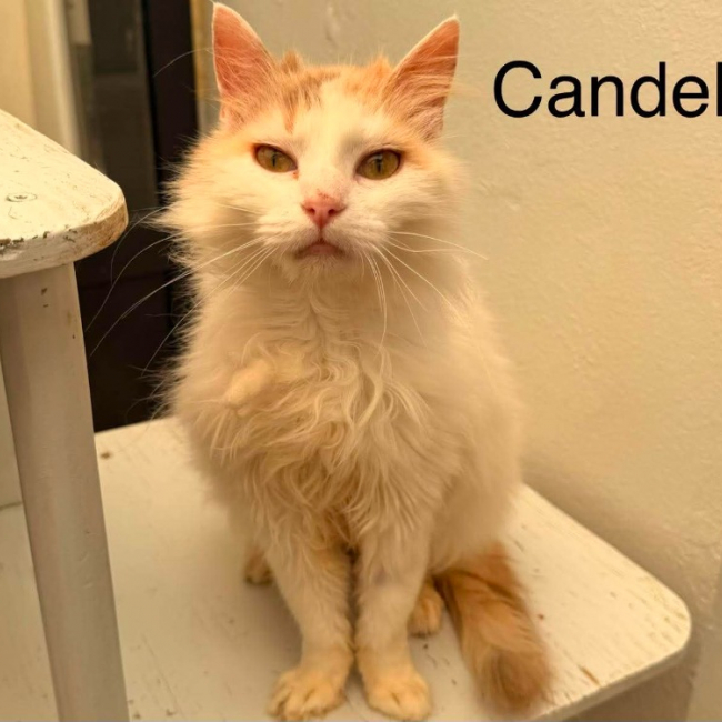 Candela