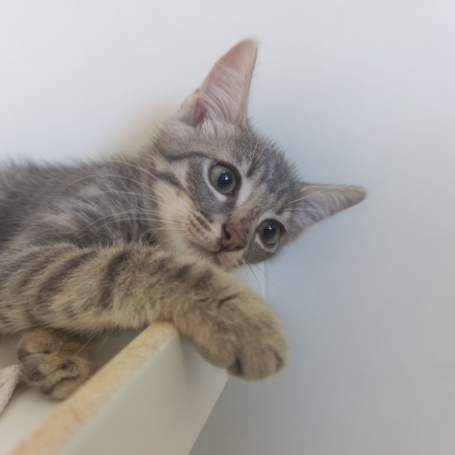 Haru