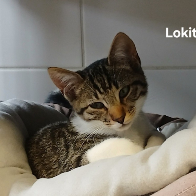 Lokito