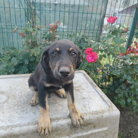 Egan - Chien à adopter