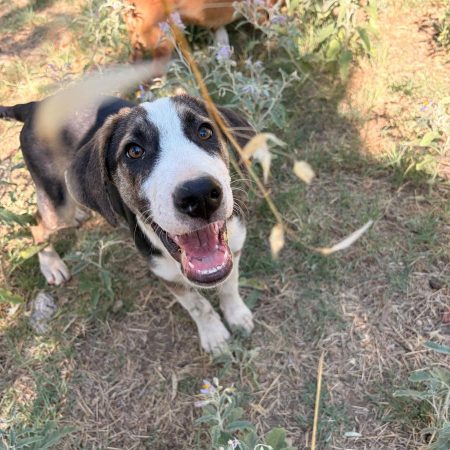 Tao - Chien à adopter
