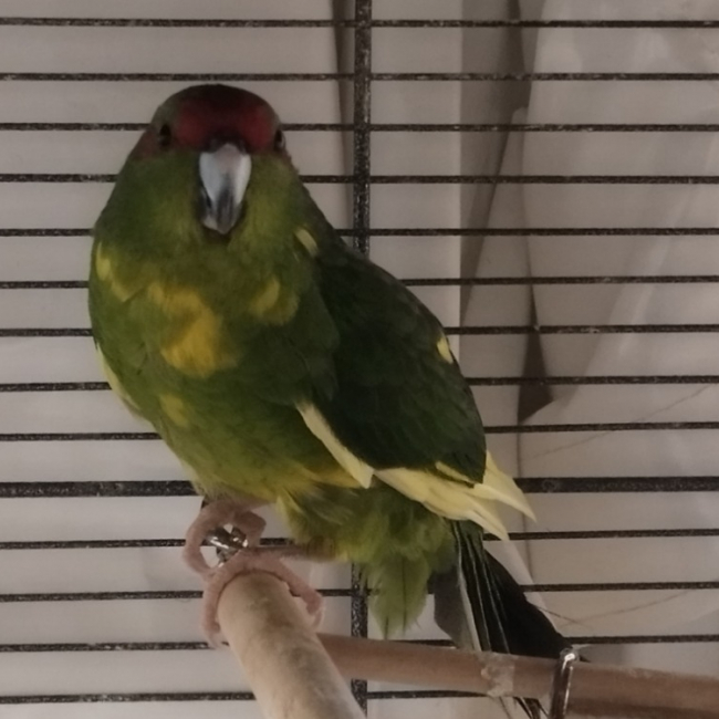 Photo de Clementine