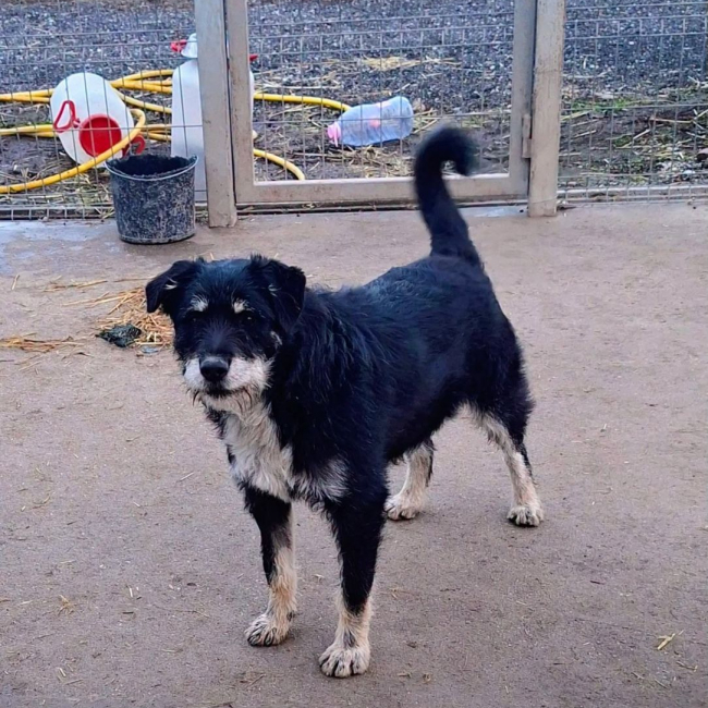 Photo de rambo