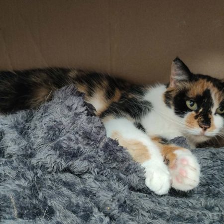 Tita - Chat Européen à adopter