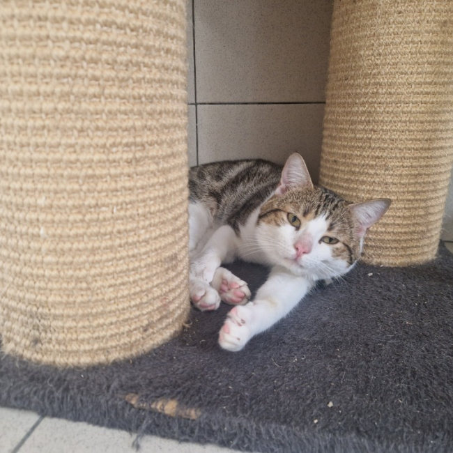 Photo de Basil