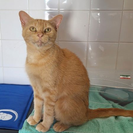 Sativa - Chat Européen à adopter