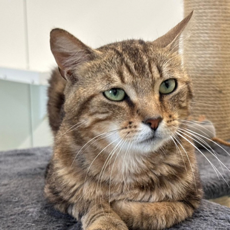 Bloum - Chat Européen à adopter