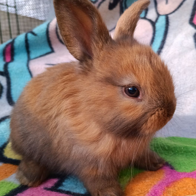 Photo de Lapineaux à adopter