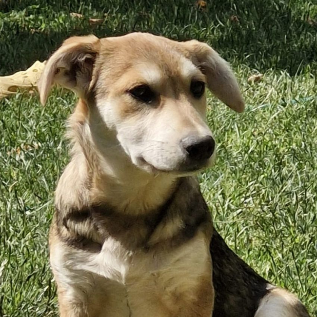 kaya