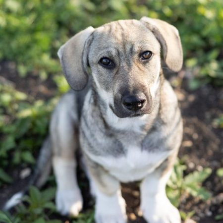 tanu - Chien à adopter