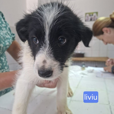 Photo de liviu