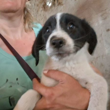 cristian - Chien à adopter