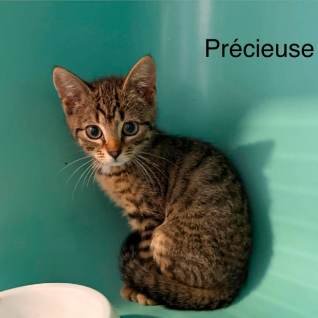 Precieuse