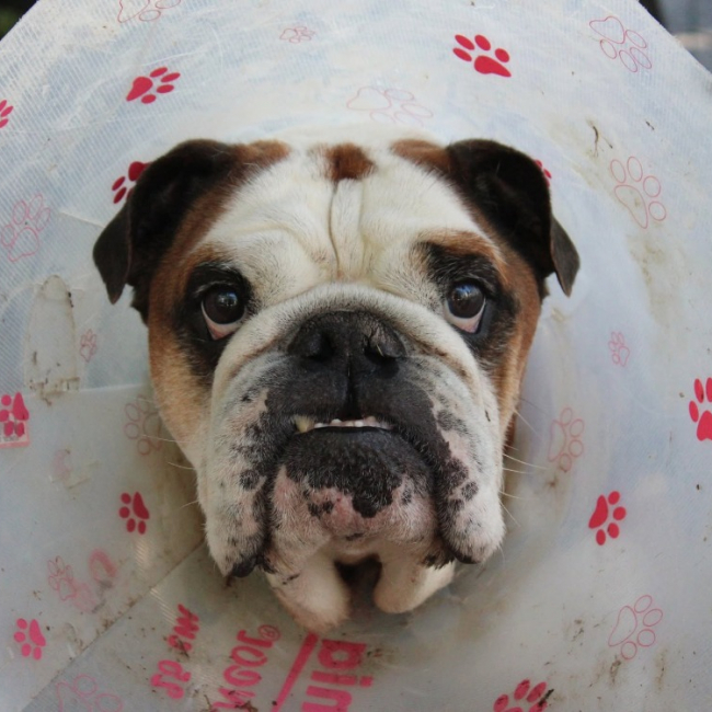 Ouldog