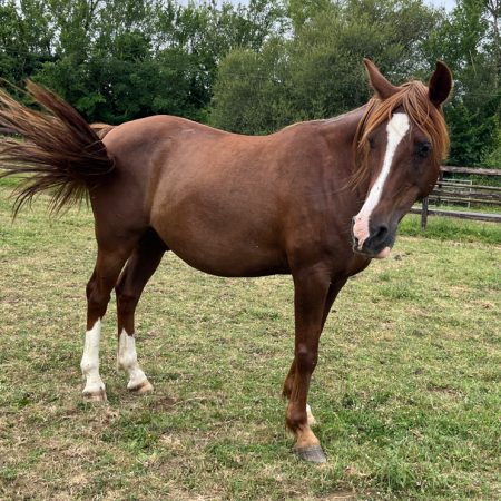 Cambajon - Equidé Cheval à adopter