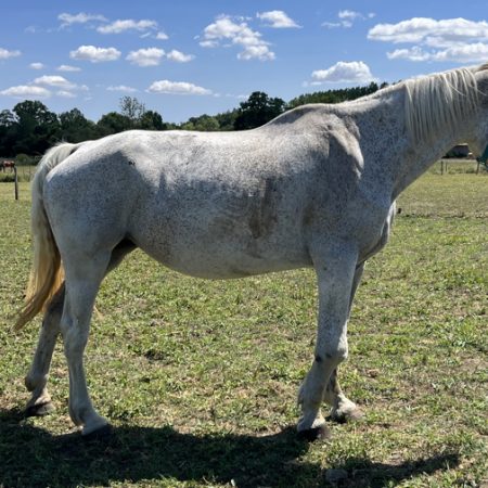 Unique - Equidé Cheval à adopter