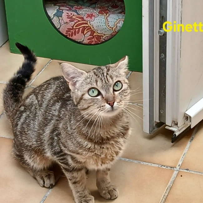 Ginette