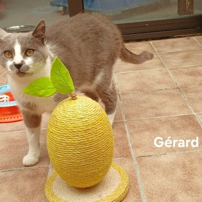 Gérard