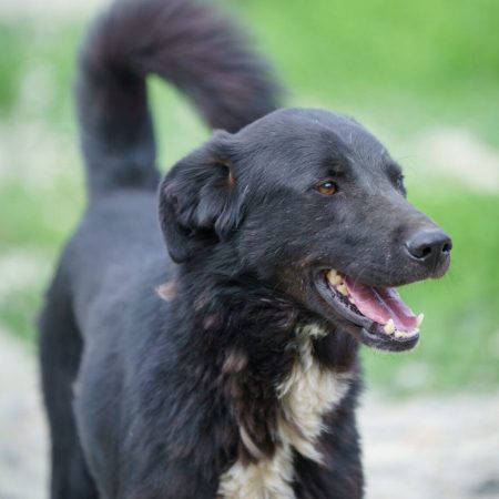 flam - Chien à adopter