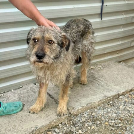 magda - Chien à adopter